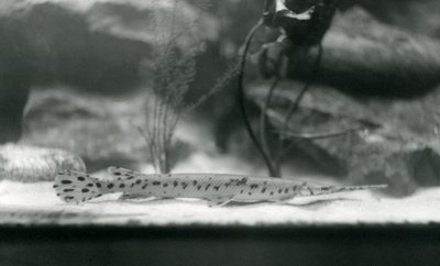 A Longnose gar vagy Needlenose gar, Londoni Állatkert, 1924 alkotó: Frederick William Bond