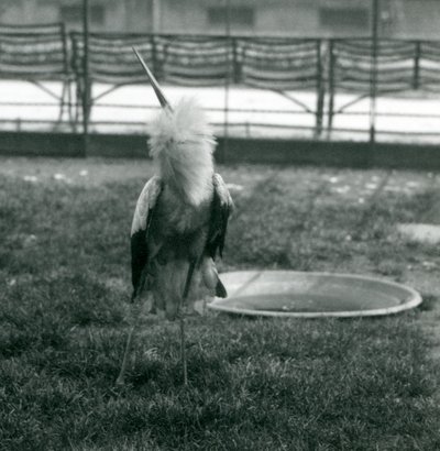 Egy maguari gólya fel-le megjelenítést hajt végre egy kis betonmedence melletti fűben állva, Londoni Állatkert, 1925. július (f/w fotó) alkotó: Frederick William Bond