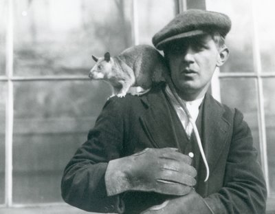 Egy madagaszkári óriáspatkány ül gazdája, a Londoni Állatkert vállán alkotó: Frederick William Bond
