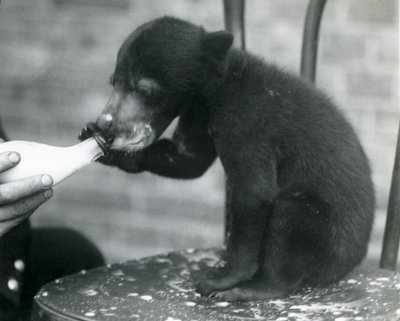 Egy maláj vagy napmedve kölyök egy széken ülve, miközben az állattartója palackból eteti a londoni állatkertben, 1920-as évek alkotó: Frederick William Bond