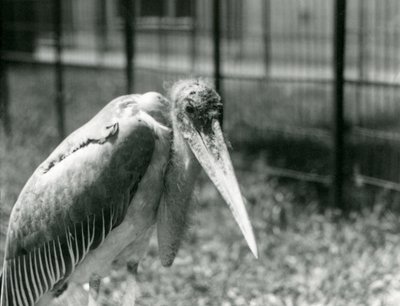 Egy marabu-gólya a londoni állatkert kikertjében állt 1928 szeptemberében alkotó: Frederick William Bond