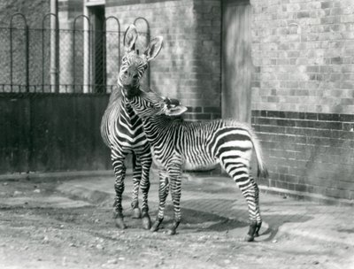 Egy hegyi zebra és csikója a londoni állatkertben 1929-ben (f/w fotó) alkotó: Frederick William Bond
