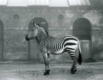 Egy hegyi zebra a karámjában állt a londoni állatkert Zsiráfházának magas ajtaja előtt 1927-ben alkotó: Frederick William Bond