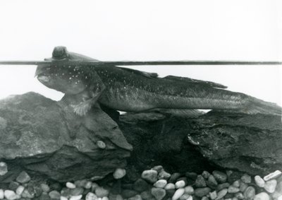 Elmerült sziklákon nyugvó Mudskipper, szemével a víz felett, Londoni Állatkert alkotó: Frederick William Bond