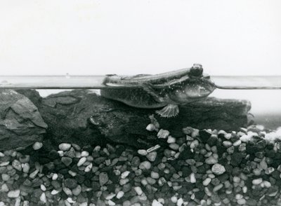 Elmerült sziklákon nyugvó Mudskipper, szemével a víz felett, Londoni Állatkert alkotó: Frederick William Bond