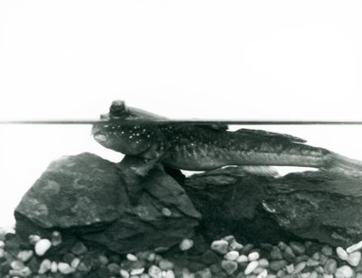 Elmerült sziklákon nyugvó Mudskipper, szemével a víz felett, Londoni Állatkert alkotó: Frederick William Bond