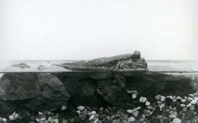Elmerült sziklákon nyugvó Mudskipper, testének felső felével a víz felett, Londoni Állatkert alkotó: Frederick William Bond