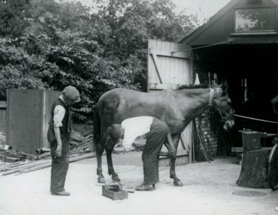 Egy öszvért patkoltak meg a londoni állatkertben 1924-ben alkotó: Frederick William Bond