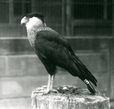 Egy északi tarajos caracara egy rönkön áll a londoni állatkertben, 1925. szeptember alkotó: Frederick William Bond