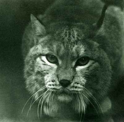 A Northern Lynx, Londoni Állatkert, 1925. február alkotó: Frederick William Bond
