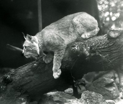 Egy ágról lehajló északi hiúz, Londoni Állatkert, 1925. október alkotó: Frederick William Bond