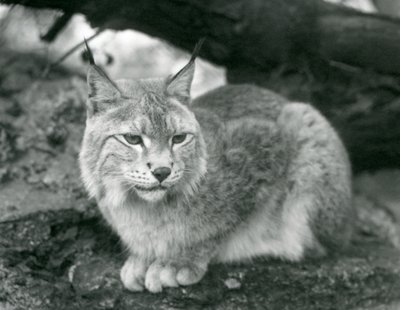 Egy sziklán ülő északi hiúz, Londoni Állatkert, 1925. október alkotó: Frederick William Bond
