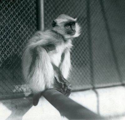 Egy Northern Plains Grey Langur ül egy sügérben a londoni állatkertben, 1928-ban (f/w fotó) alkotó: Frederick William Bond