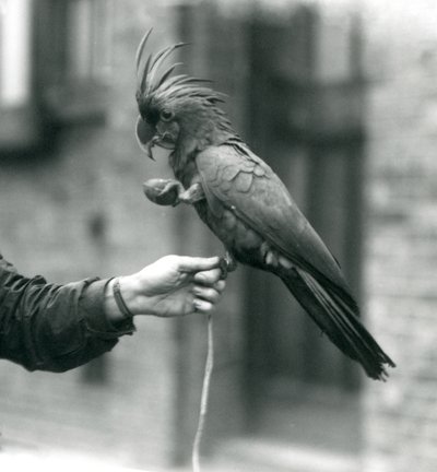Egy PalmGoliathGreat Black Cockatoo egyik lábával egy állattartó ujjába markol, a másikban pedig tojás alakú csemegét tart a londoni állatkertben, 1927 szeptemberében. alkotó: Frederick William Bond