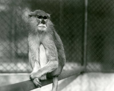 Egy patas/wadi/huszármajom egy ágon ülve a londoni állatkertben 1928-ban (f/w fotó) alkotó: Frederick William Bond