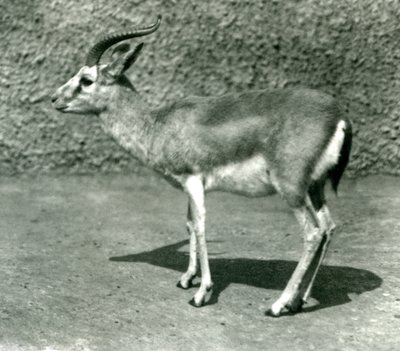Egy perzsa gazella a londoni állatkertben 1925 júniusában alkotó: Frederick William Bond