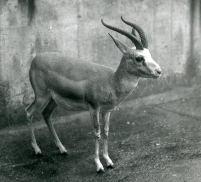 Egy perzsa, golymás vagy feketefarkú gazella a londoni állatkertben, 1927. augusztus alkotó: Frederick William Bond