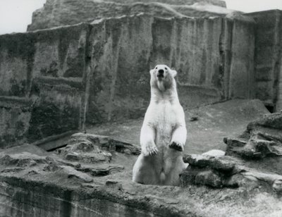 Egy Jegesmedve ül a kikerítésében a londoni állatkert Mappin Terraces tövében 1928 szeptemberében (f/w fotó) alkotó: Frederick William Bond
