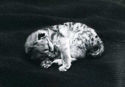Puma kölyök a londoni állatkertben alkotó: Frederick William Bond