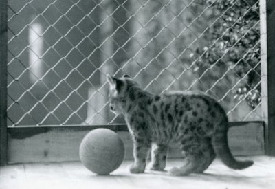 Egy Puma cica labdával, kinéz a tartásából, Londoni Állatkert, 1923 alkotó: Frederick William Bond