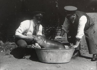 Egy törpe víziló ázik a ZSL Londoni Állatkertben, 1928. augusztus alkotó: Frederick William Bond