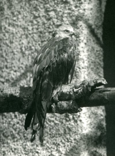 Egy Red Kite egy ágon ácsorog a Londoni Állatkertben 1924-ben alkotó: Frederick William Bond
