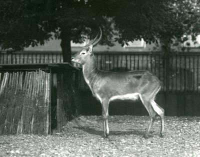 Vörös Lechwe a londoni állatkertben, 1924. július alkotó: Frederick William Bond