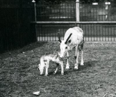 Egy rénszarvas a borjújával a londoni állatkertben, 1914. március alkotó: Frederick William Bond