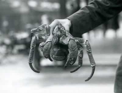 Egy rablórákot vagy kókuszrákot tartott egy állattartó a londoni állatkertben, 1927. július alkotó: Frederick William Bond