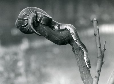 Egy Royal Ball Python 1925 októberében a londoni állatkert egyik fiókjában haladt alkotó: Frederick William Bond