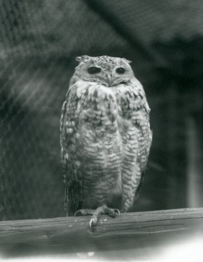 Egy Savingys Pharaoh Eagle-bagoly egy ágon pihen a londoni állatkertben, 1925. szeptember alkotó: Frederick William Bond