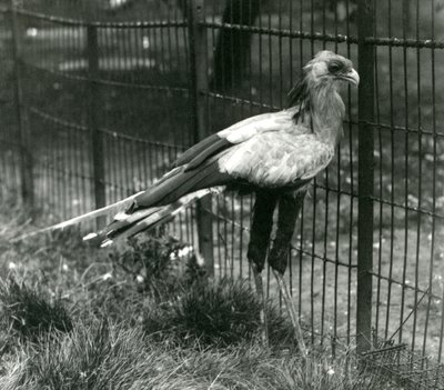 Secretary Bird a Londoni Állatkertben 1923 szeptemberében alkotó: Frederick William Bond