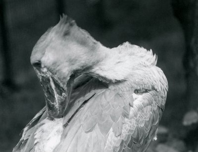 Egy Shoebill 1926-ban a londoni állatkertben tollazatba borítja alkotó: Frederick William Bond