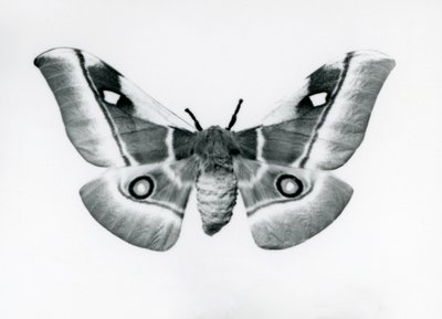 Egy selyemmoly, Bunaea caffraria, a londoni állatkertben, 1930 előtt alkotó: Frederick William Bond