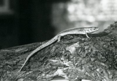 Egy rönkön pihenő Skink a londoni állatkertben 1929-ben (f/w fotó) alkotó: Frederick William Bond