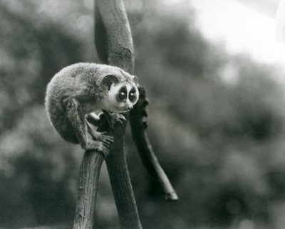 Egy karcsú Loris egy ágról néz le, Londoni Állatkert, 1926. augusztus alkotó: Frederick William Bond