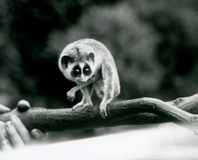 Egy karcsú Loris lenéz egy ágról, amelyet egy állattartó kezében tartanak, Londoni Állatkert, 1926. augusztus alkotó: Frederick William Bond