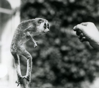 Egy karcsú Loris egyenesen egy ágon áll, és egy őrző kezét nézi, amint lisztkukaszt kínálnak neki, Londoni Állatkert, 1926. augusztus alkotó: Frederick William Bond