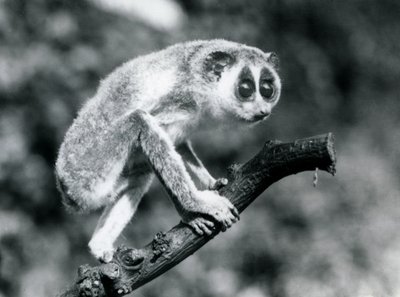 Egy karcsú Loris egy ágon sétál, Londoni Állatkert, 1926. augusztus alkotó: Frederick William Bond