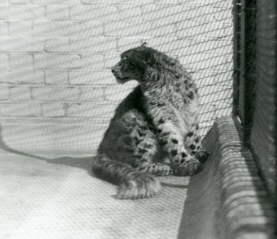 Egy Snow Leopard ül a padlón, a londoni állatkertben alkotó: Frederick William Bond