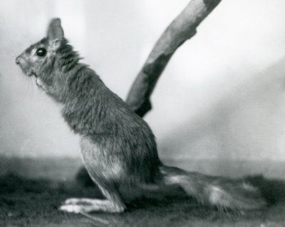 Egy dél-afrikai Springhare Cape Jumping Hare egy ág mellett ül a kertjében, a Londoni Állatkertben, 1925. december alkotó: Frederick William Bond