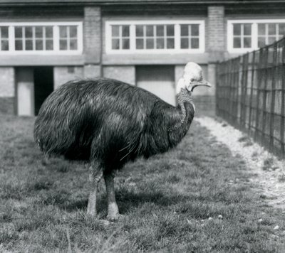 Egy déli kazuár a londoni állatkertben 1925 júniusában alkotó: Frederick William Bond