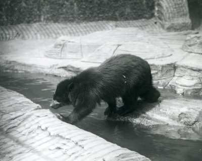 Egy szemüveges vagy andoki medve átkel egy patakon belül a londoni állatkertben, 1925. július alkotó: Frederick William Bond