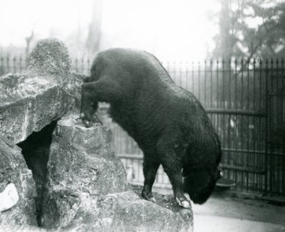 Egy Takin, más néven szarvasmarha zerge vagy Gnu kecske, mászik le a sziklákról, Londoni Állatkert alkotó: Frederick William Bond