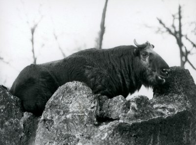 Egy Takin, más néven szarvasmarha zerge vagy Gnu kecske, egy sziklán pihen, Londoni Állatkert, 1925 alkotó: Frederick William Bond