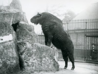 Egy Takin, más néven szarvasmarha zerge vagy Gnu kecske, egyenesen állva, mellső lábait egy sziklán támasztja, Londoni Állatkert alkotó: Frederick William Bond
