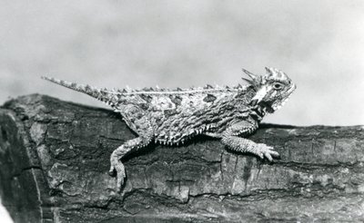 Egy texasi szarvas gyík / szarvas varangy / szarvas varangy / szarvas varangy pihen egy rönkön a londoni állatkertben 1928 augusztusában (f/w fotó) alkotó: Frederick William Bond