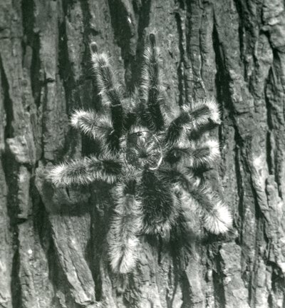 Trinidad Chevron Tarantula egy fatörzs kérgén, Londoni Állatkert, 1926. október alkotó: Frederick William Bond