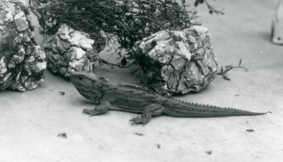 Egy tuatara a londoni állatkertben 1927-ben alkotó: Frederick William Bond