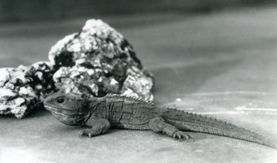 Egy szikla előtt fekvő tuatara a londoni állatkertben 1928-ban (f/w fotó) alkotó: Frederick William Bond